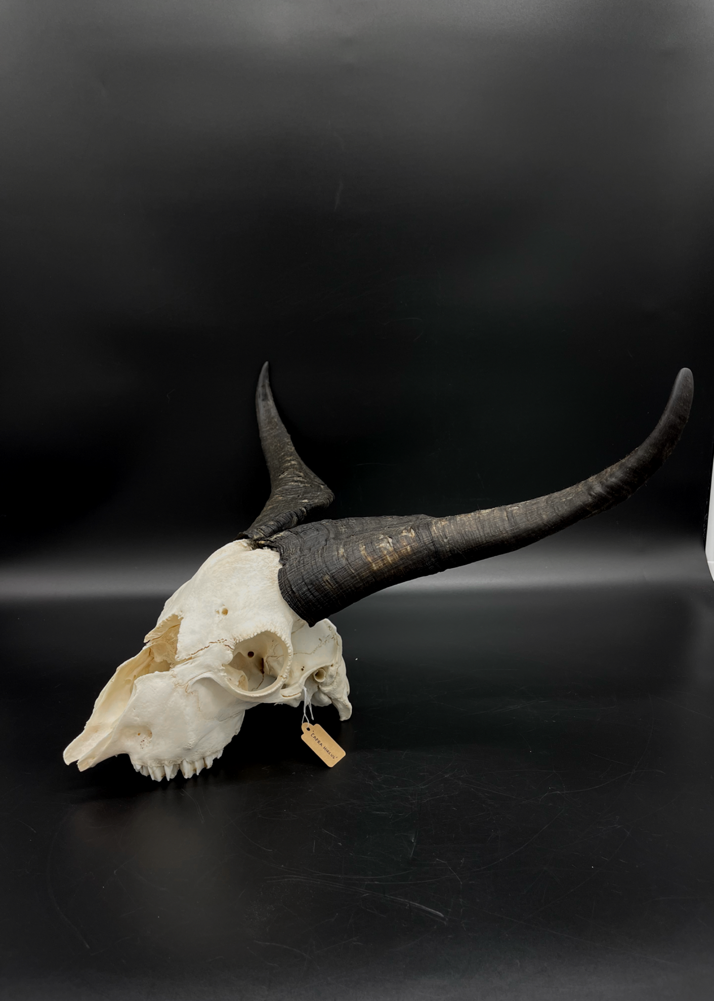 Craft Grade Feral Billy Goat Skull with “Devil Horns”