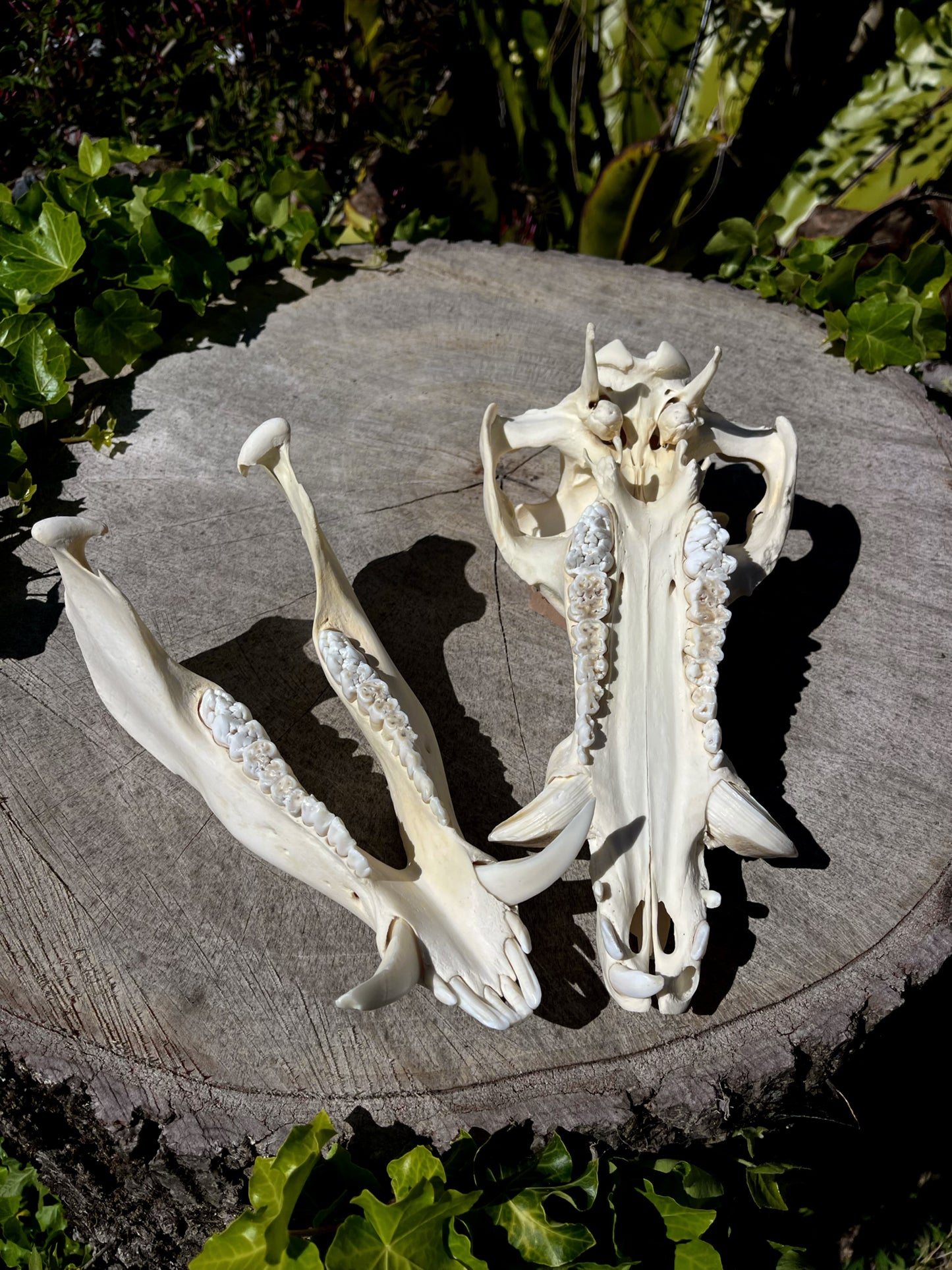 Wild Pig Skull