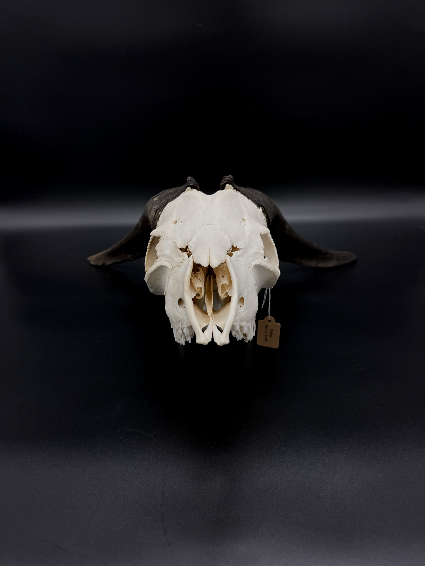 A- Grade Feral Billy Goat Skull