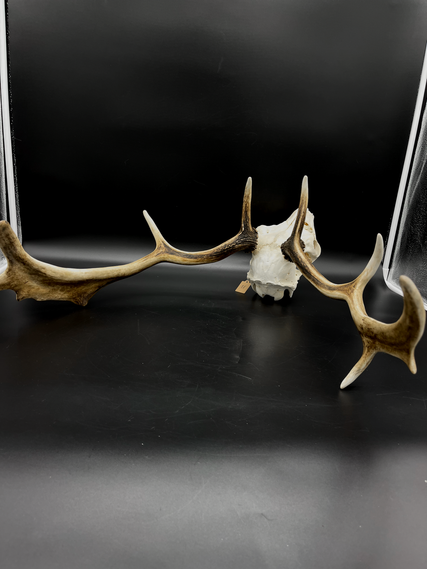B Grade Fallow Buck Skull