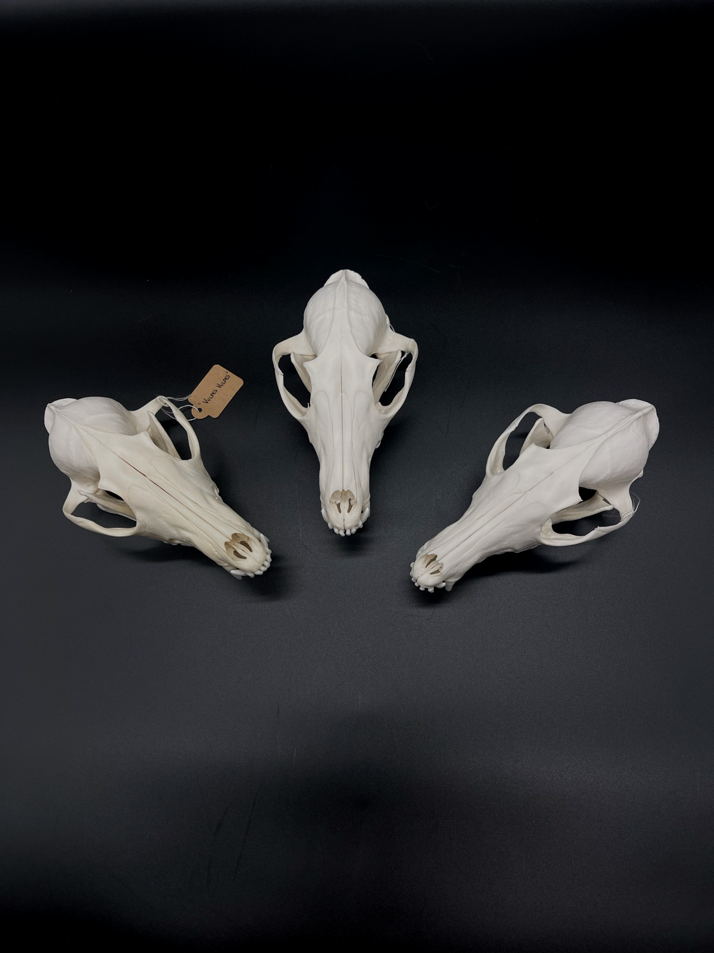 A+ Grade Red Fox Skull