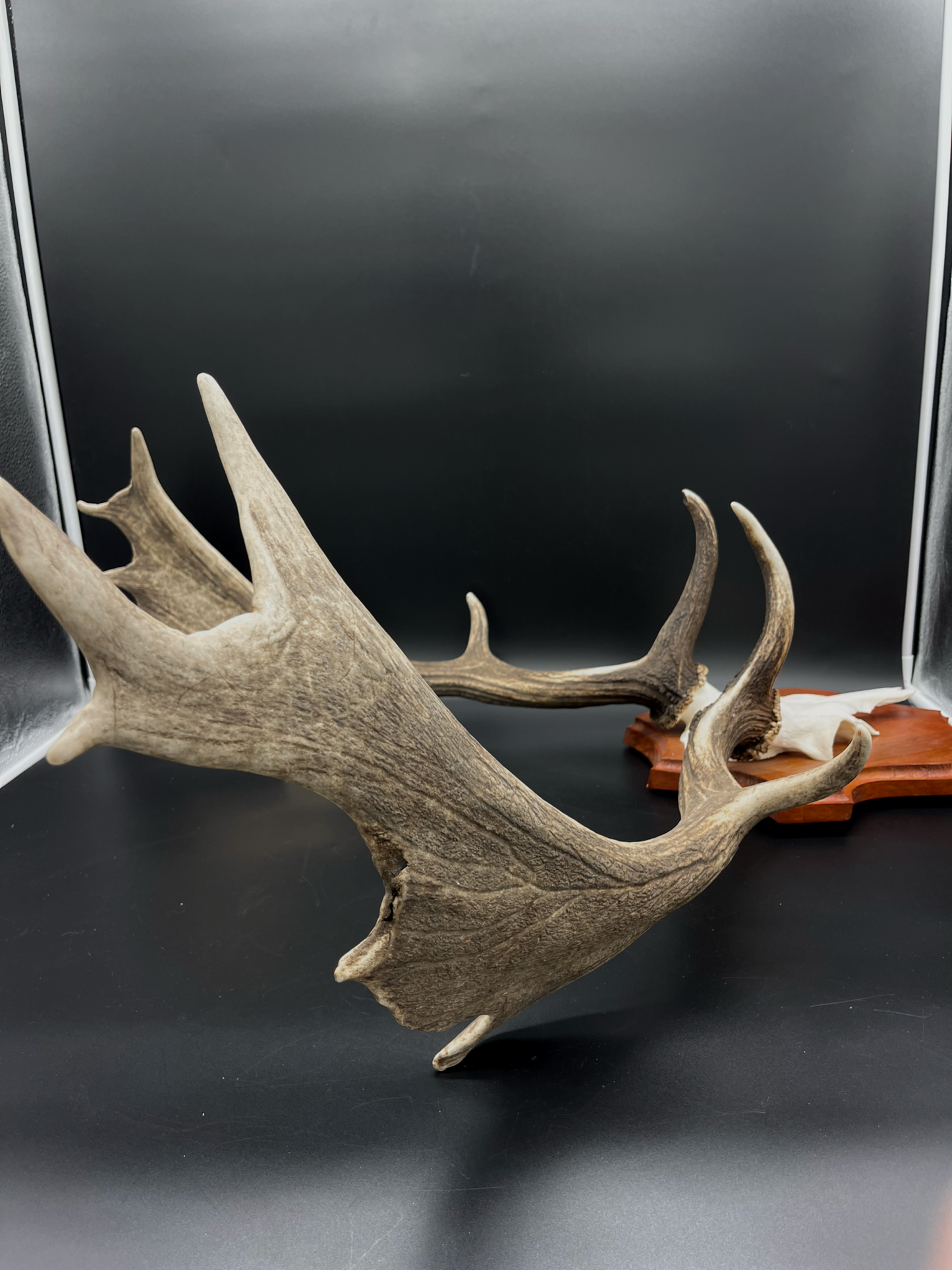 Fallow Buck half-skull cut European Mount