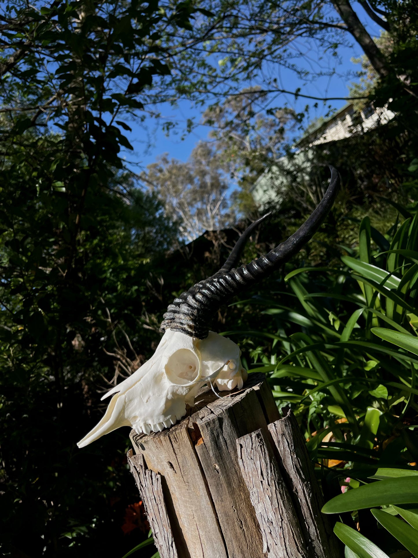 Springbok Ram Skull (AFRICA)