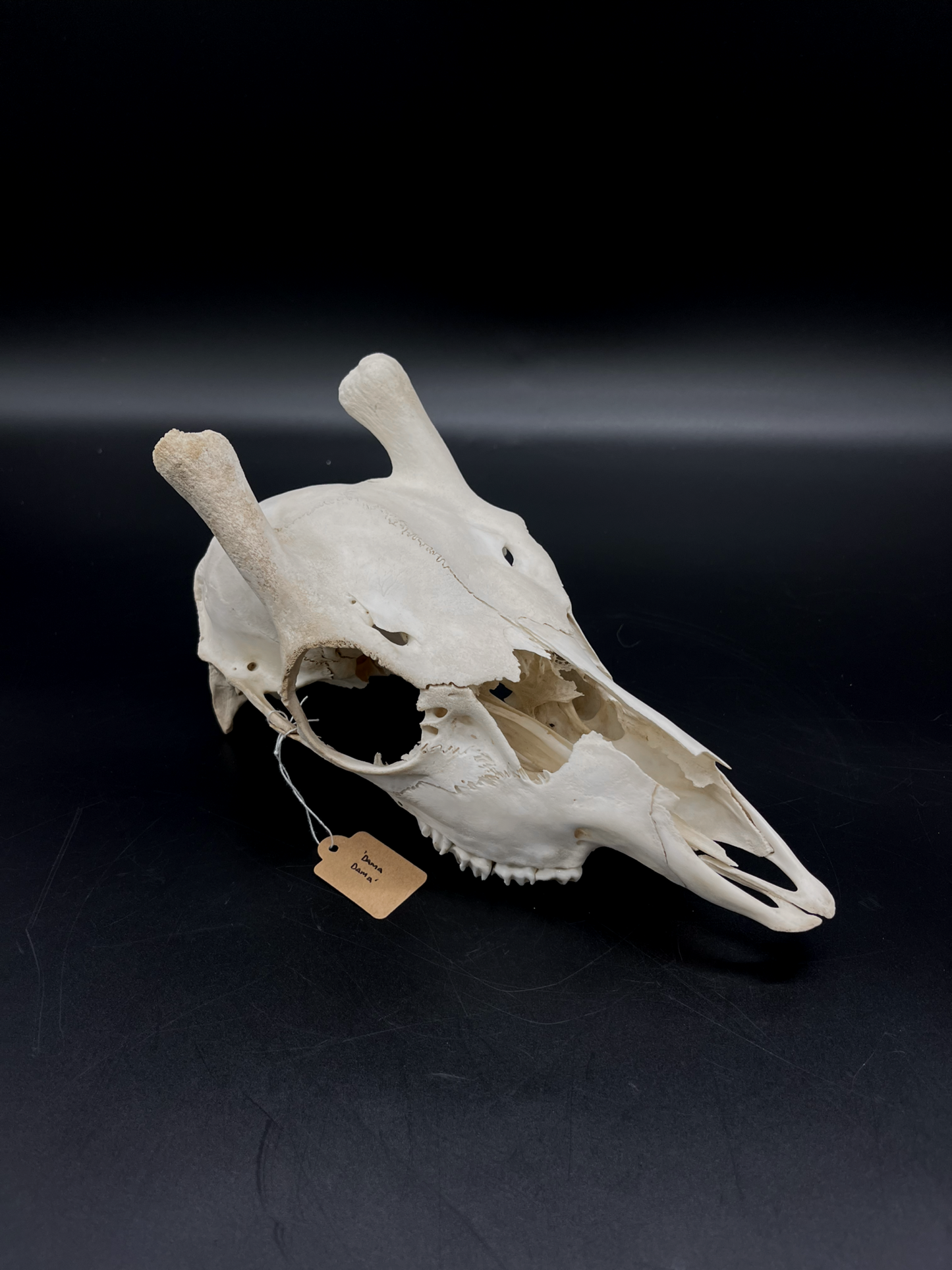 Craft Grade Fallow Spiker Skull