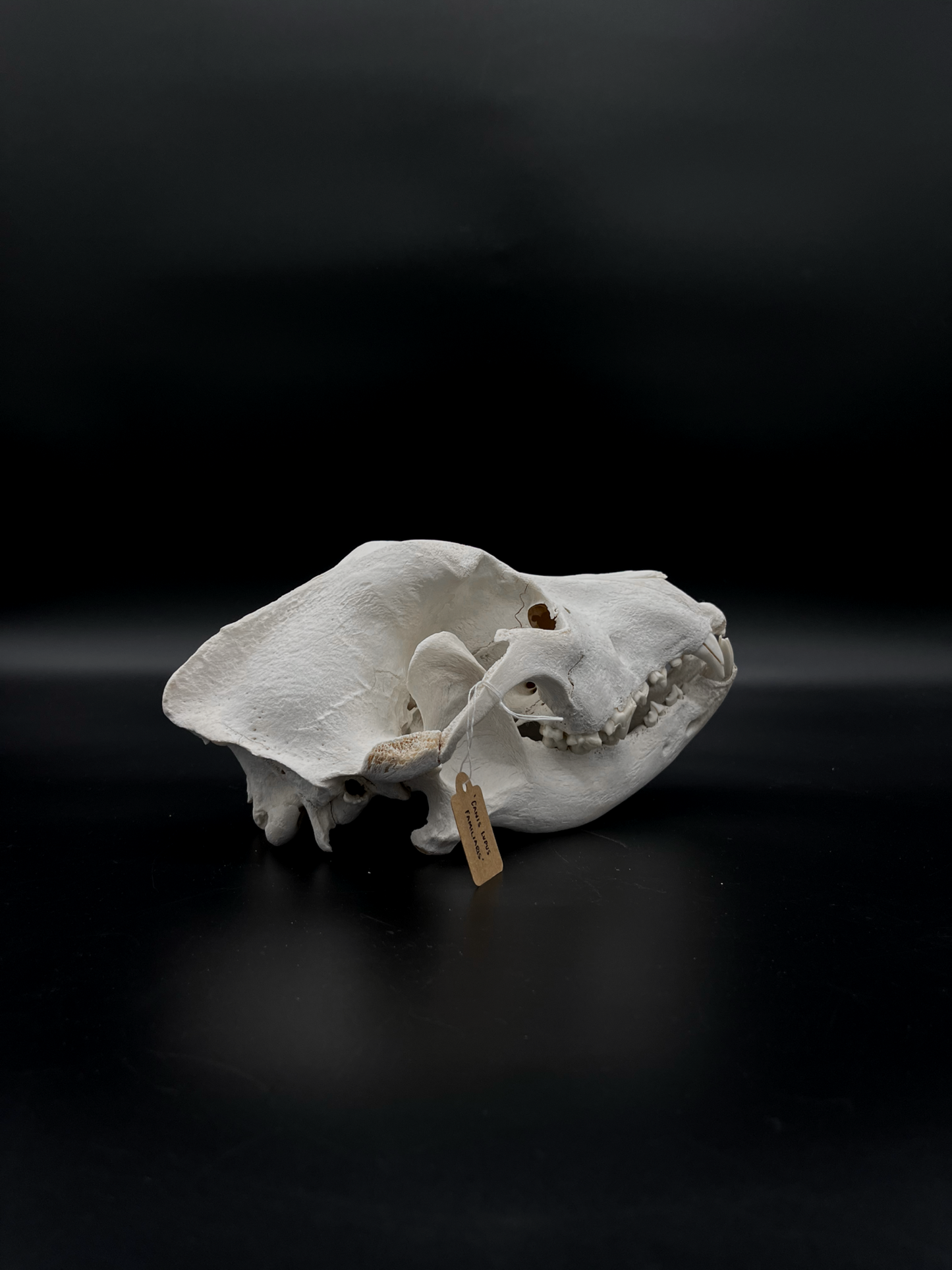 Craft Grade Irish Wolfhound Skull