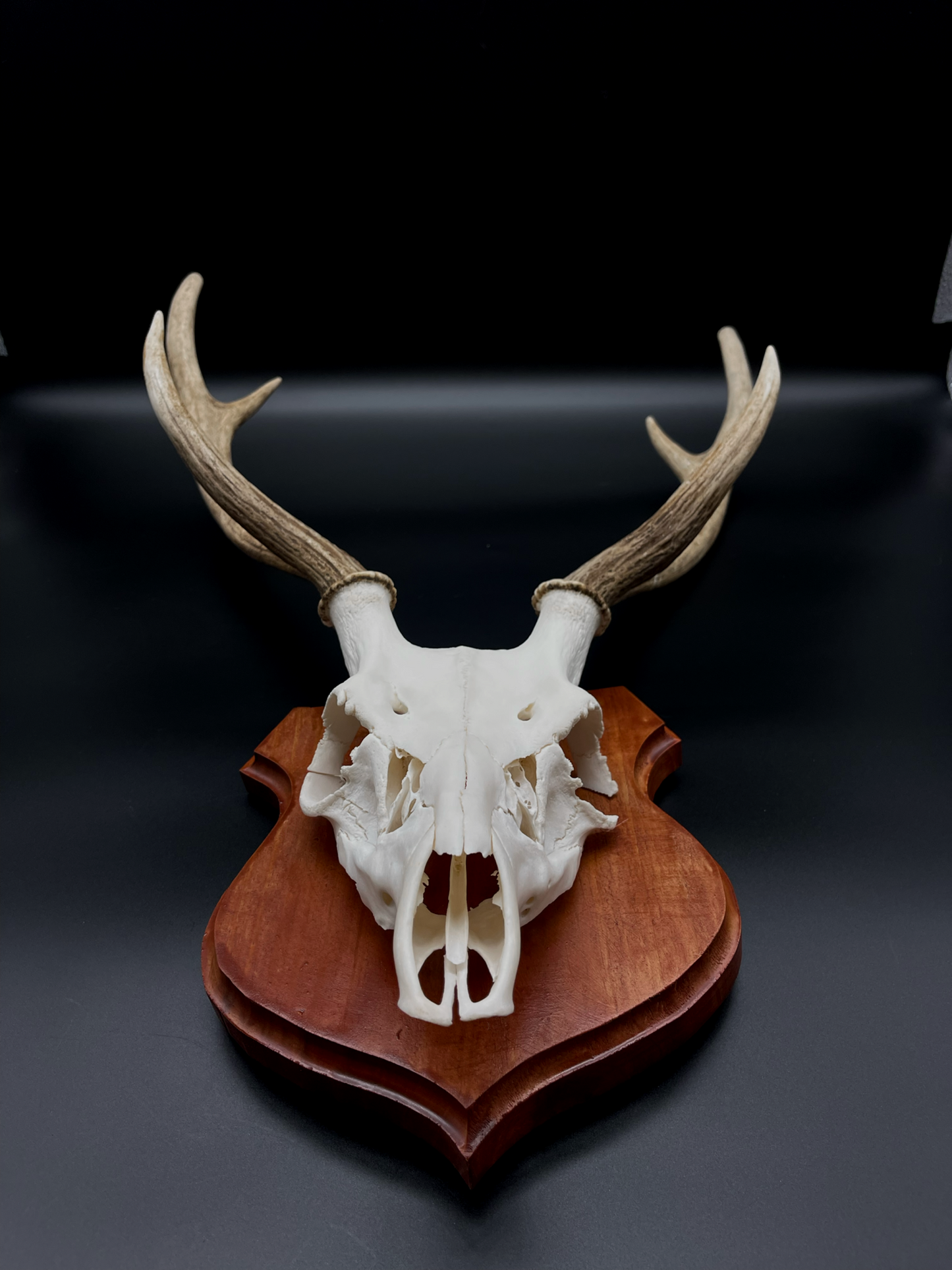 Chital Stag Euro Mount