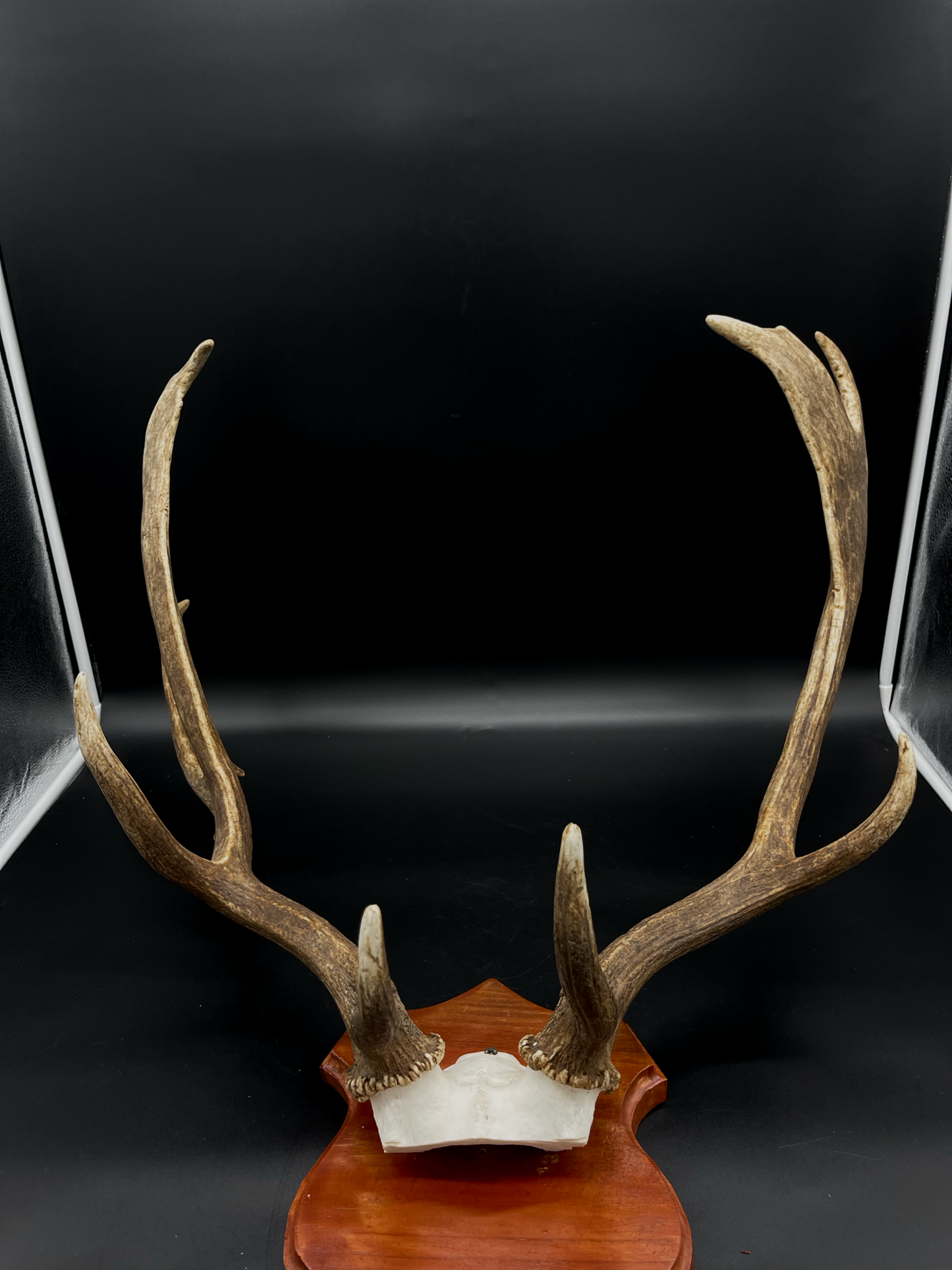 Fallow Buck Skull Cap European Mount
