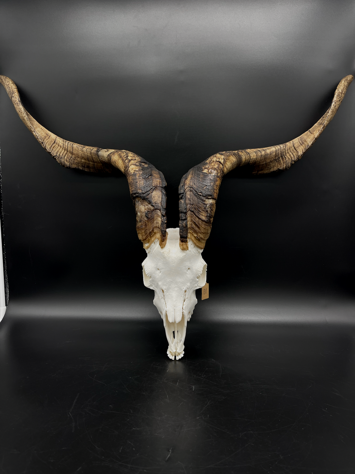 A- Rangeland Billy Goat Skull + Mandibles + VERY IMPRESSIVE HORNS