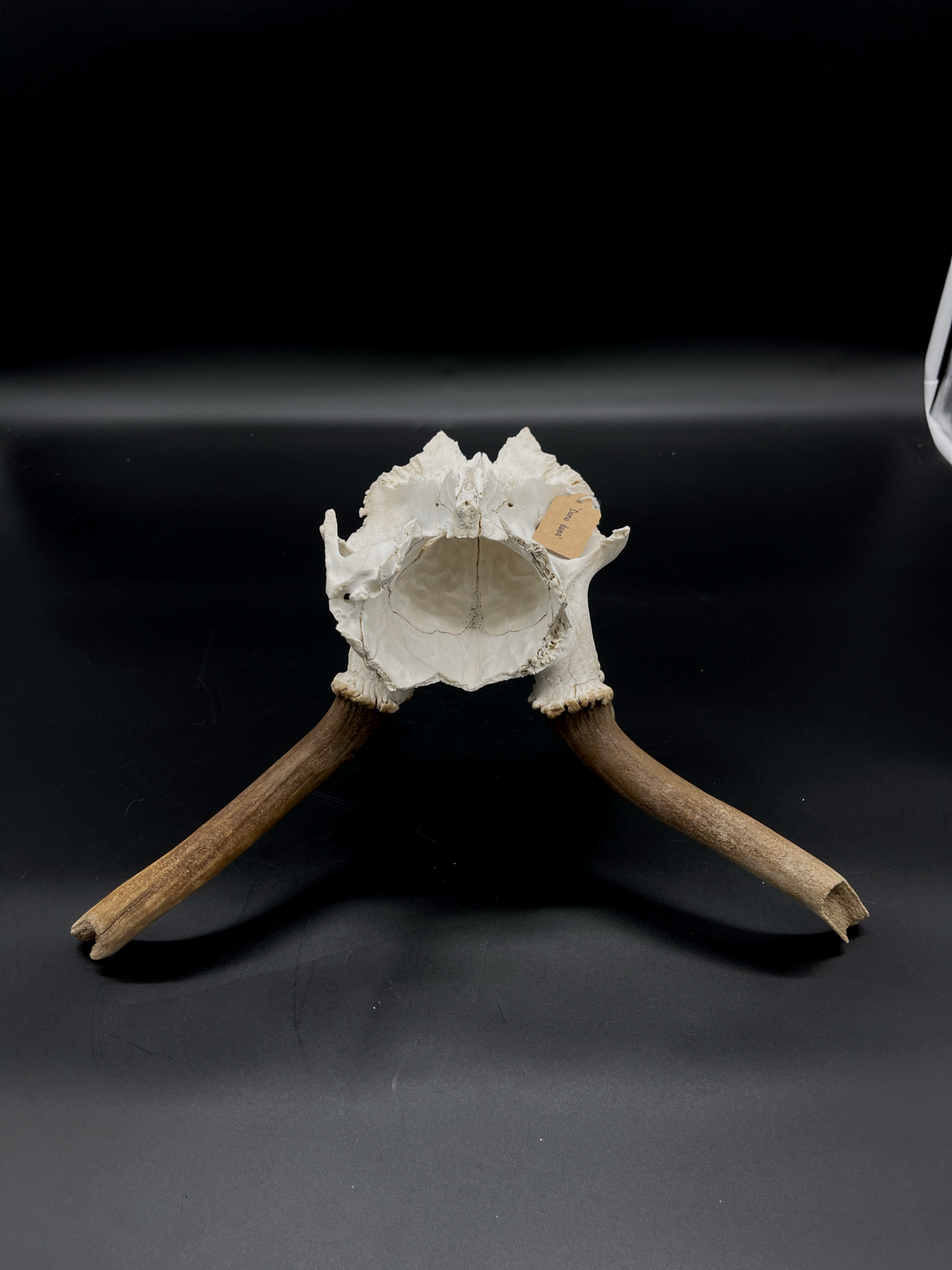 Craft Grade Fallow Buck Skull Cap