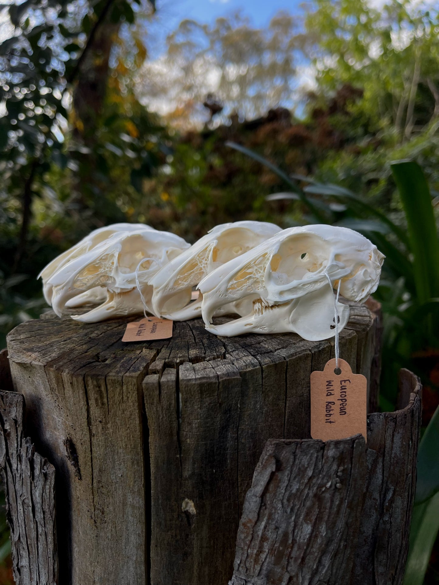 (Craft Grade) European Rabbit Skull