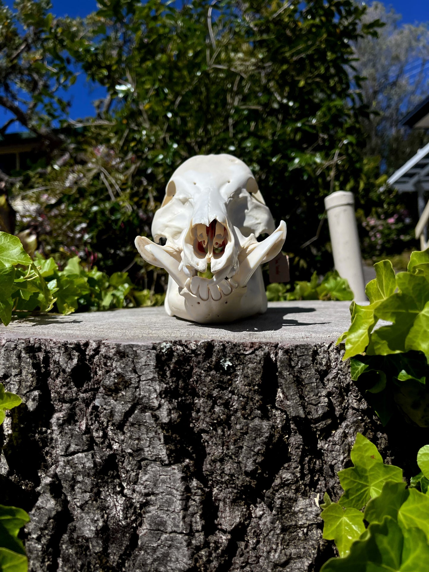 Wild Pig Skull
