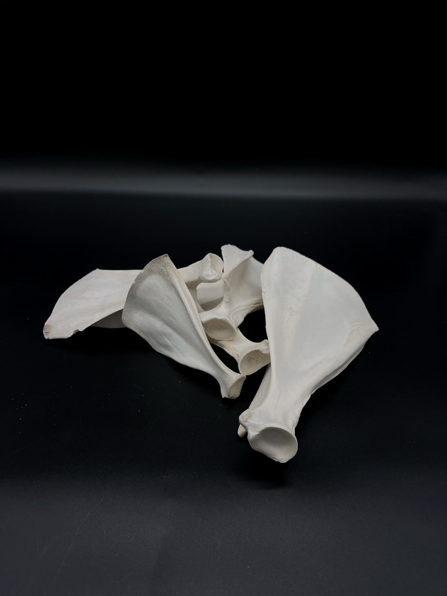 Sheep Scapula