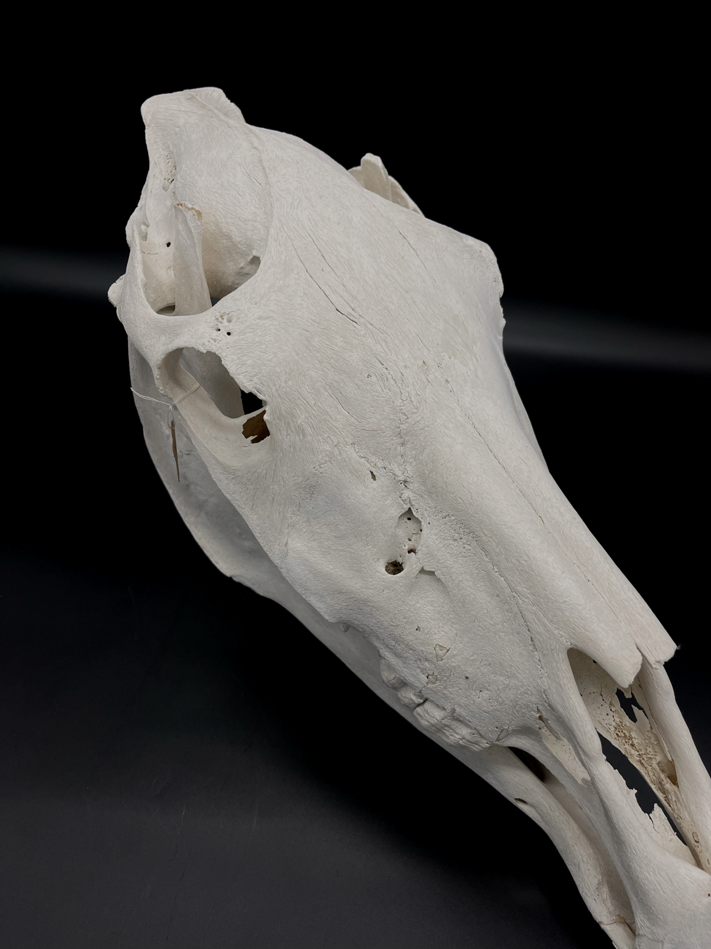 B Grade Pathological Horse Skull