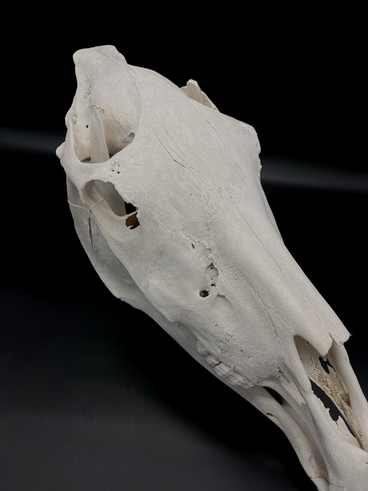 B Grade Pathological Horse Skull