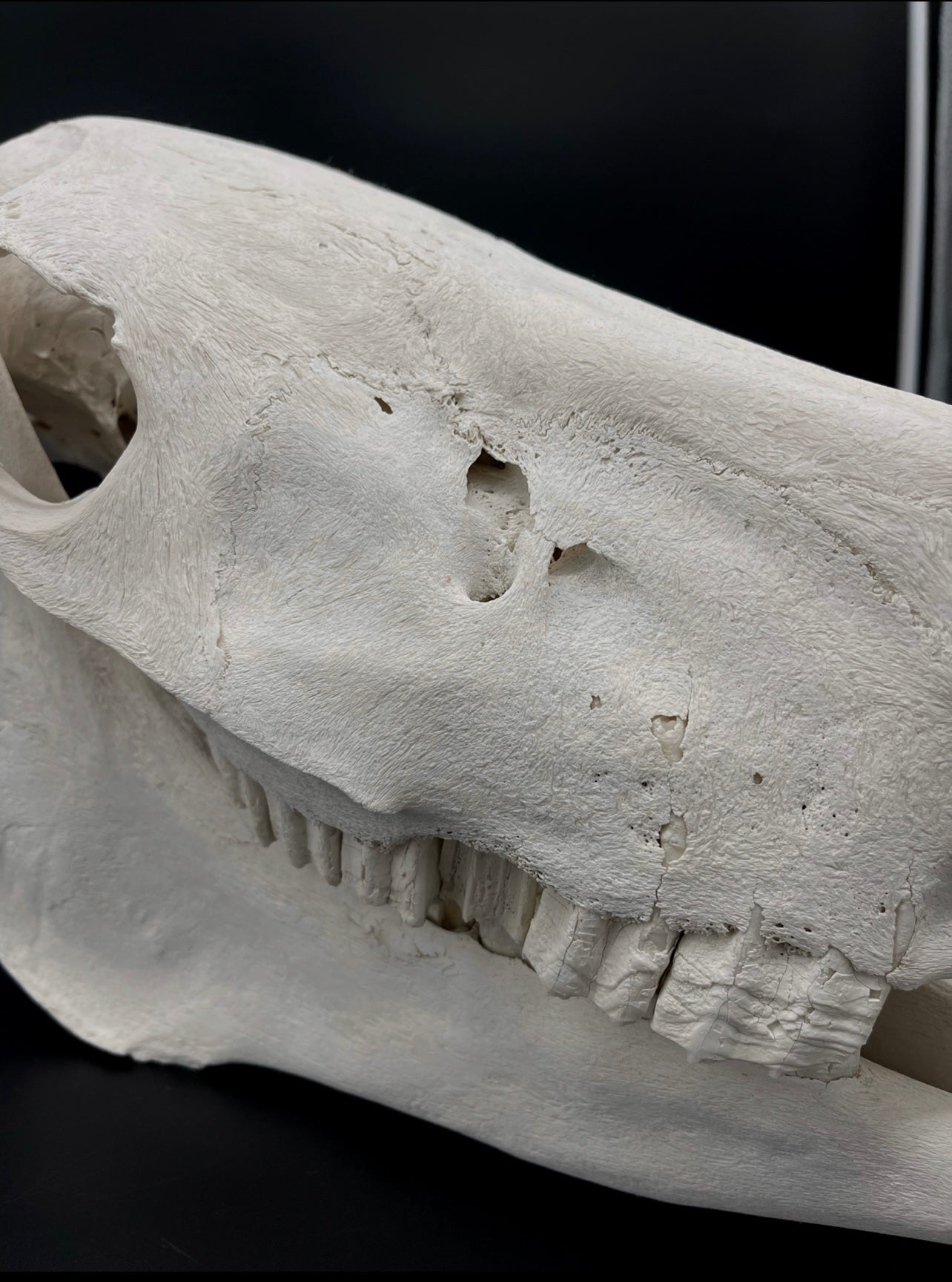 B Grade Pathological Horse Skull