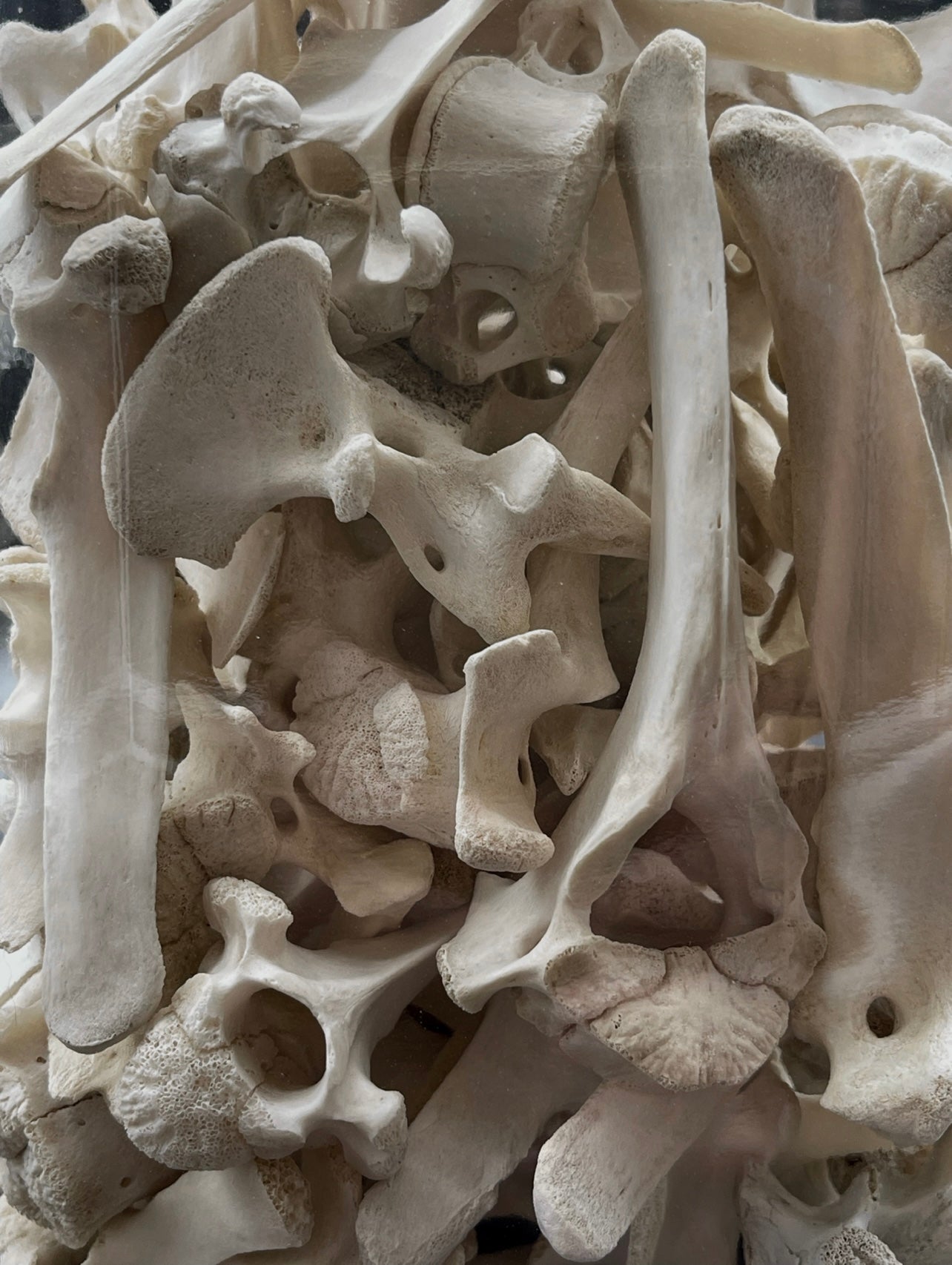Pig Vertebrae