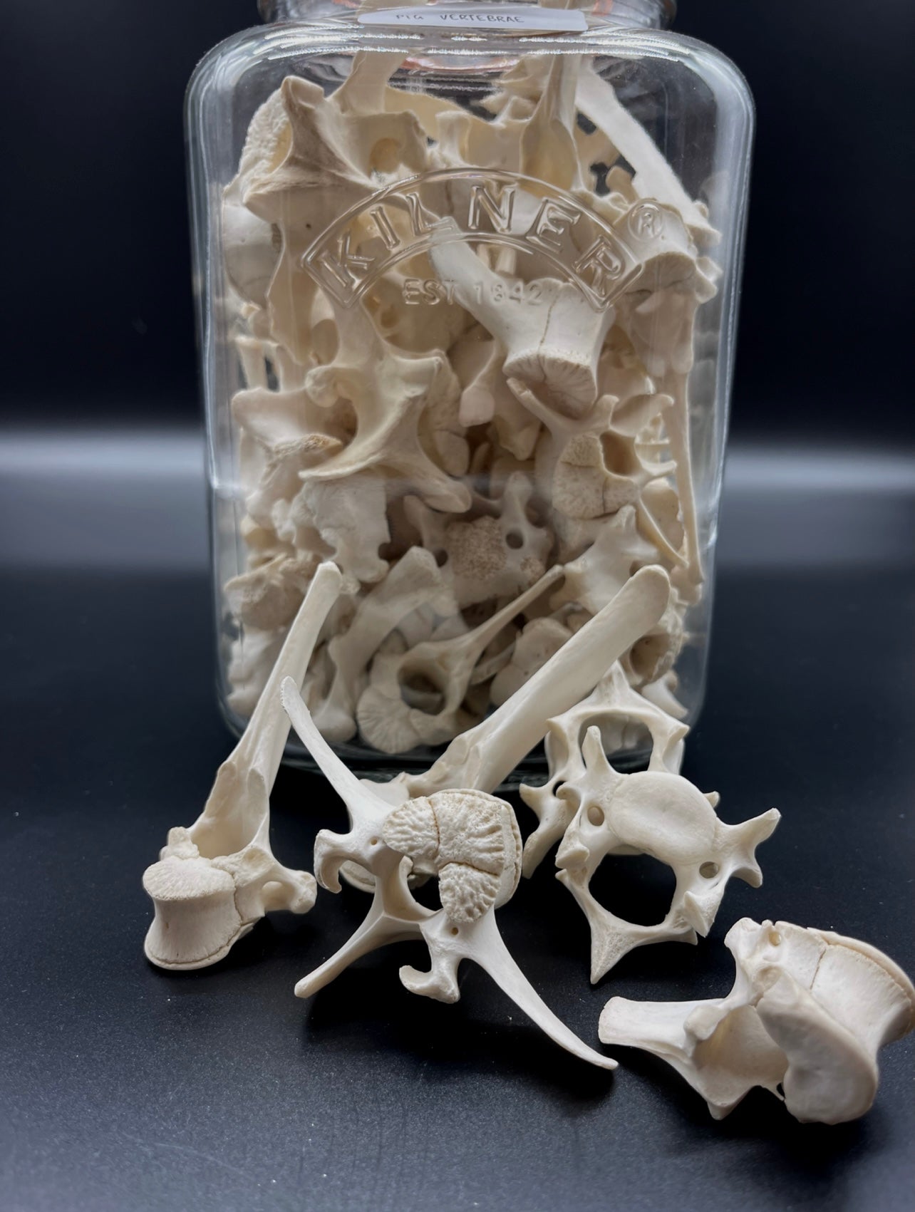 Pig Vertebrae